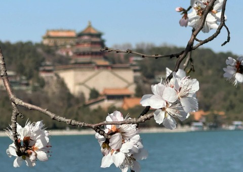 In spring, the flowers bloom at the Summer Palace in Beijing.