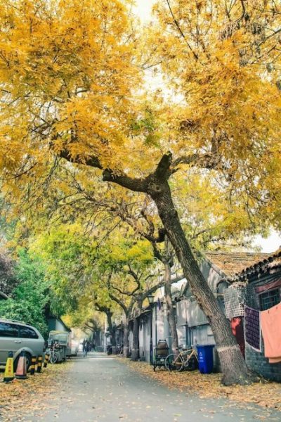 The streets of Beijing in autumn are covered with yellow fallen leaves.