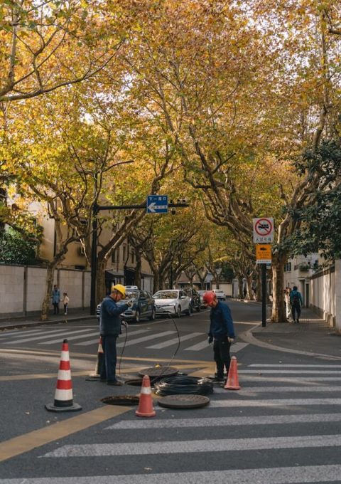 In autumn, the leaves on the trees lining the streets of Shanghai turn yellow.