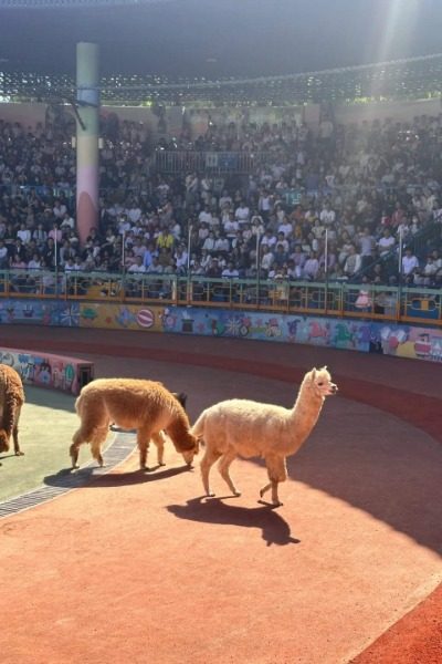 Beast Mountain Theater at Shanghai Wild Animal Park