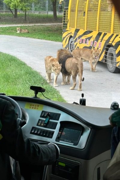 Big Cats Section at Shanghai Wild Animal Park