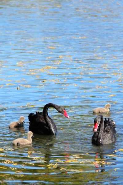 The black swans are frolicking in the lake at the Old Summer Palace.