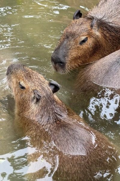 Capybara Paradise at Shanghai Wild Animal Park