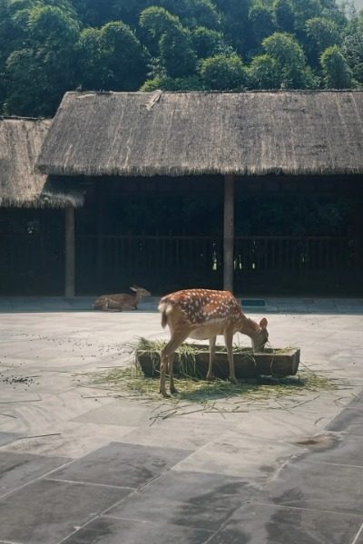 The Deer Park of the Jinsha Site Museum, one of the Chengdu attractions.