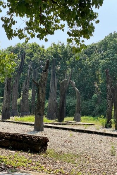 The Ebony Forest of the Jinsha Site Museum, one of the Chengdu attractions.