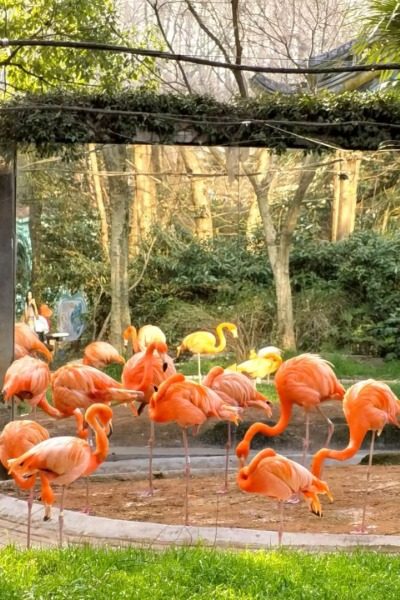 Flamingo Section at Shanghai Wild Animal Park