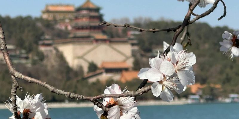 the flowers at the Summer Palace bloom beautifully