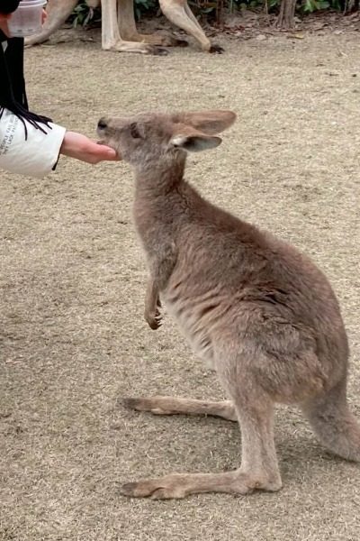 Kangaroo Section at Shanghai Wild Animal Park