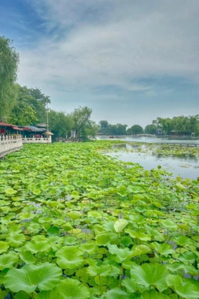 The surface of the lake at Shichahai Lotus Market is covered with lotus leaves and blooming lotus flowers.