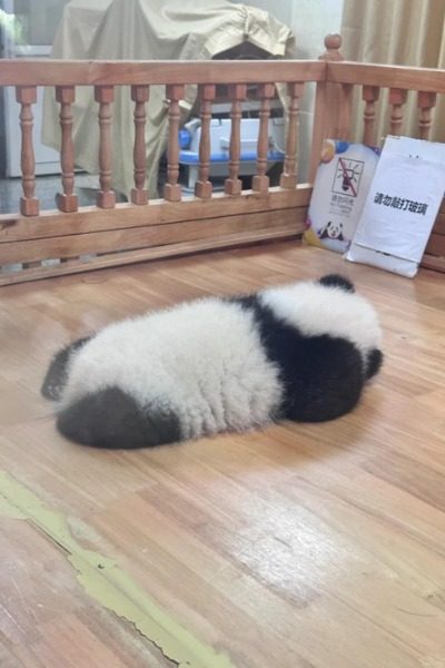 In the Moon Nursery at the Panda Base, there lies an adorable newborn panda cub.