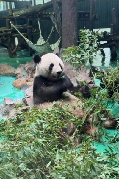 Panda House at Shanghai Wild Animal Park