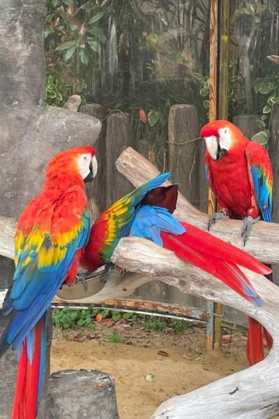 Parrot Section at Shanghai Wild Animal Park