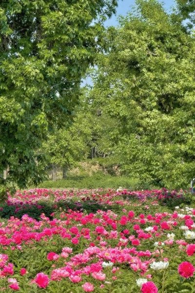 Peony Sea of the Old Summer Palace