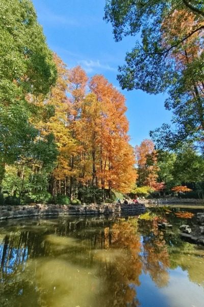 In autumn, the leaves in People's Park, Shanghai, turn yellow.