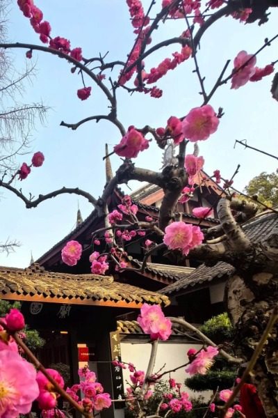 Plum Garden of the Dufu Thatched House Museum.