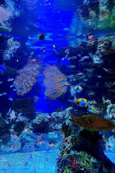 Marine Fish and Coral at Shanghai Ocean Aquarium