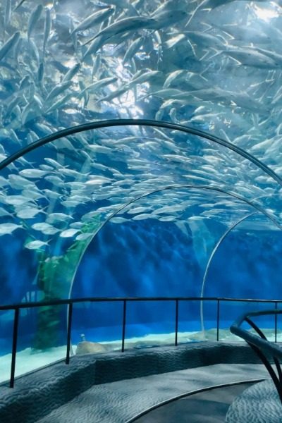 Popular Museums in Shanghai: Shanghai Ocean Aquarium