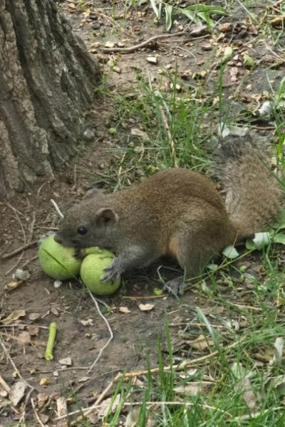 There are many squirrels in the Temple of Heaven, and they are eating fruit.