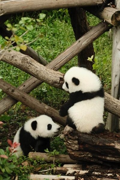 In the Star Nursery at Chengdu Panda Reserve, two adorable panda cubs are playing and frolicking.