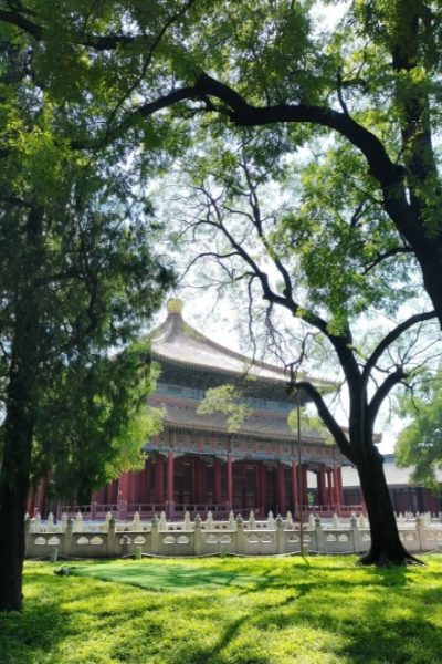 Sunlight filters through the leaves onto the lush green grass, with a traditional Chinese building in the distance.