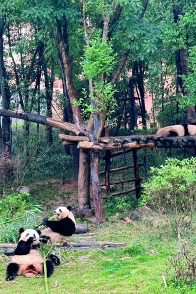 In the Sunrise Pavilion at Chengdu Pandas Zoo, the panda in the wild is leisurely eating bamboo.