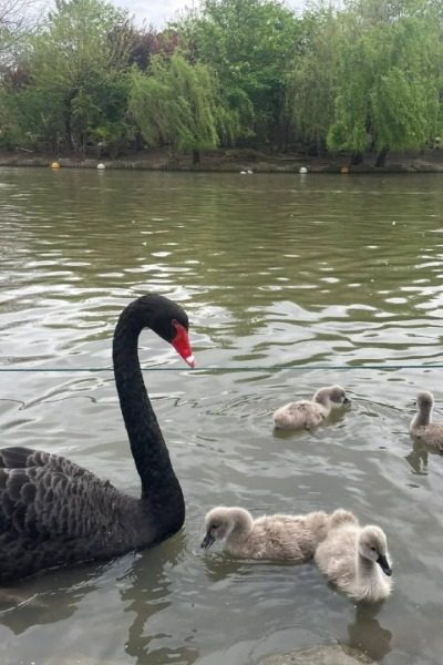 Swan Lake at Shanghai Wild Animal Park