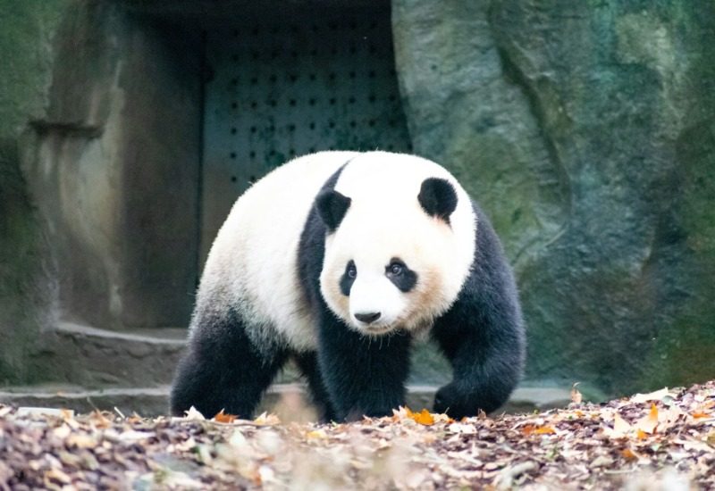 The adorable giant panda at Chengdu Panda Reserve is coming towards us.