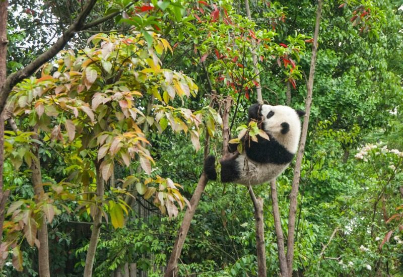 The panda in the wild at Chengdu Panda Base is climbing a tree to rest.