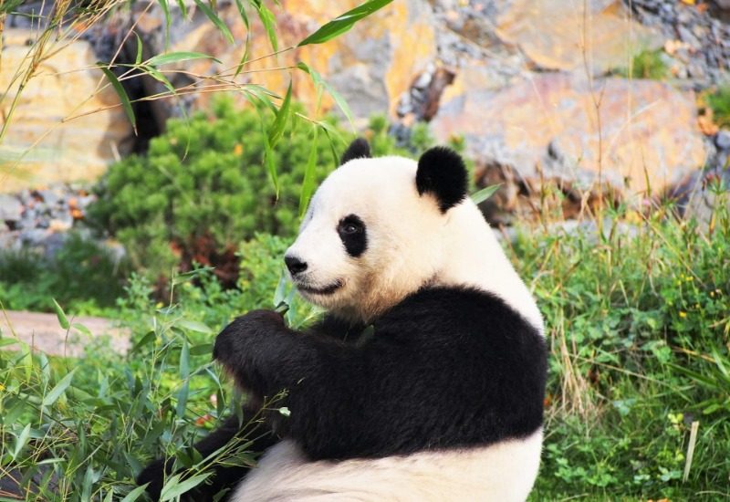 The giant panda in the wild is leisurely eating bamboo in the Chengdu Panda Reserve.