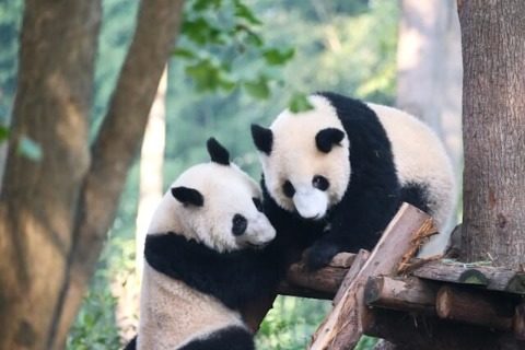 View-Chengdu Research Base of Giant Panda Breeding-Chengdu