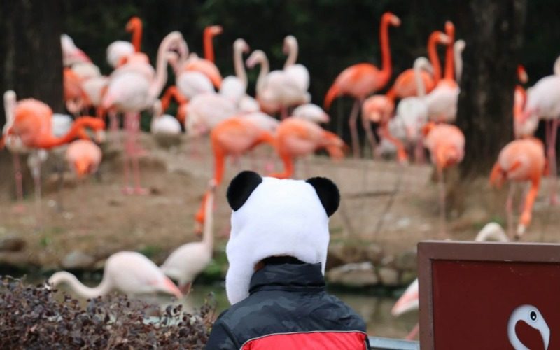 A visitor is wearing a panda-shaped hat while watching the flamingos at Shanghai Wild Animal Park.