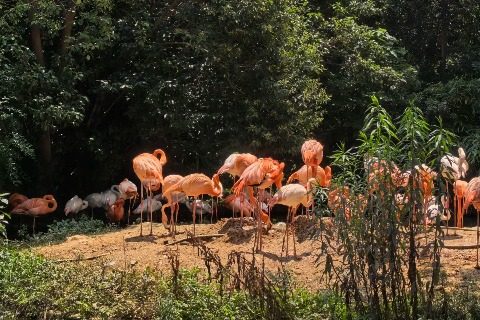 View-Shanghai Wild Animal Park-Shanghai