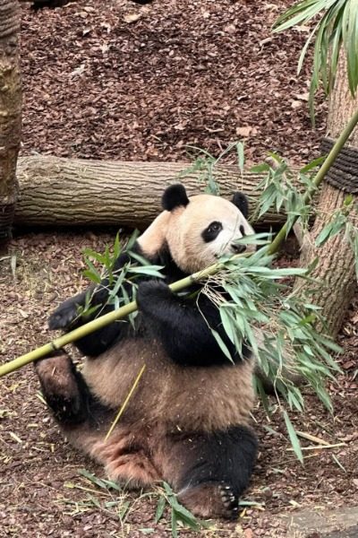 In Villa No. 1 at Chengdu Panda Reserve, the panda in the wild is leisurely eating bamboo.