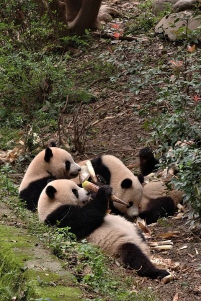 In Villa No. 2 at Chengdu Panda Reserve, the panda in the wild is lying down and eating bamboo.