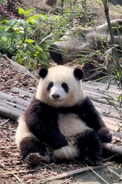 The social media celebrity panda "Huahua" in Villa No. 6 at Chengdu Panda Reserve.