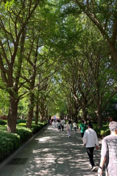 The entrance to Lama Temple is flanked by rows of trees.