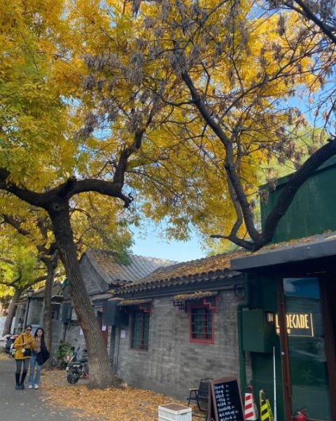 Nanluogu lane is covered in yellow fallen leaves in autumn.