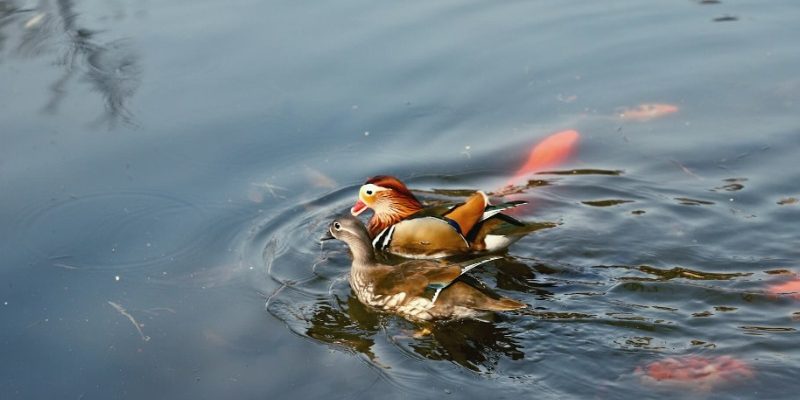 Ducks are frolicking in Fuhai Lake.