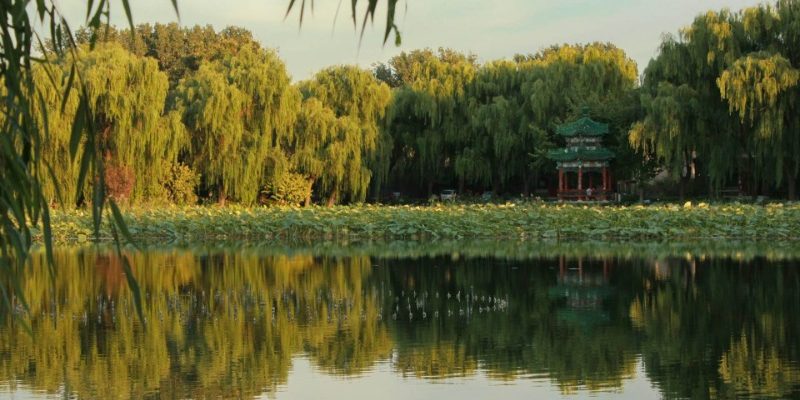 The sunset casts a glow on the willow trees by the lake at the Old Summer Palace.