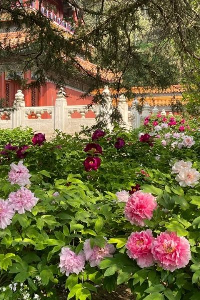 land-cultivated peonies-JIngshan Park-Beijing